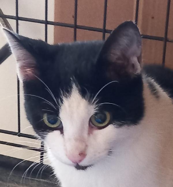 FRANCY, micia bianco/nera, molto affettuosa Foto 3